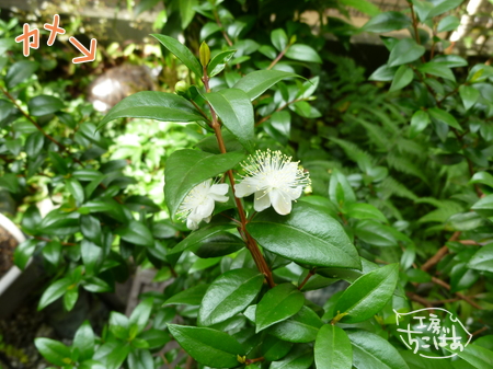 【写真】銀香梅の花