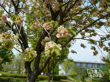【写真】鬱金桜