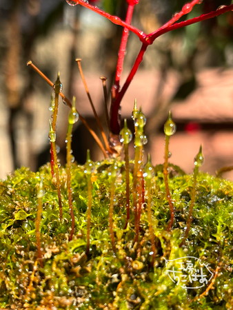 水滴の付いた苔の胞子体