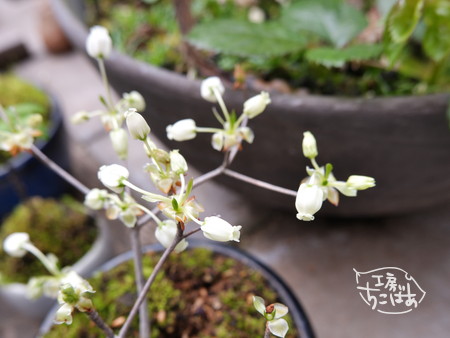 ヤマドウダンの白い花