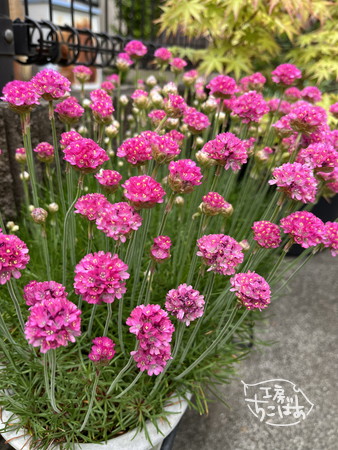 ピンクの花たち