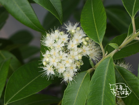 鉢植えのレモンマートル